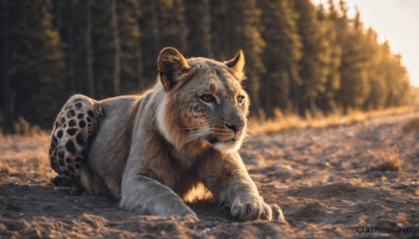 solo,closed mouth,full body,outdoors,day,blurry,tree,no humans,depth of field,blurry background,animal,nature,forest,realistic,animal focus,tusks,looking at viewer,lying,on stomach