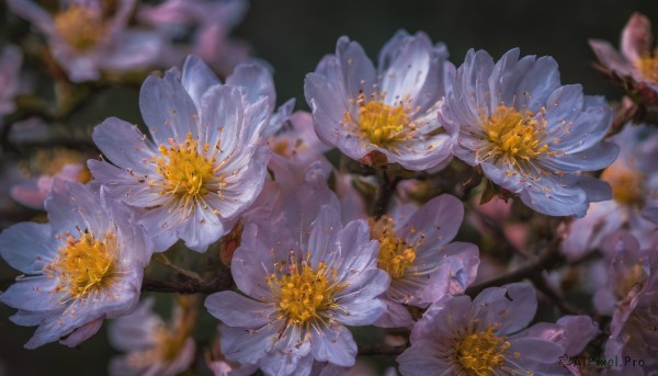 flower, blurry, no humans, depth of field, blurry background, white flower, scenery, realistic, branch, still life