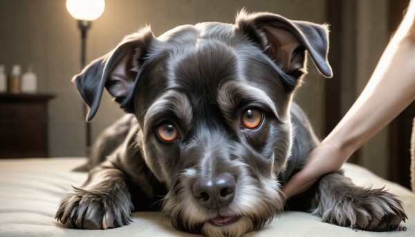 HQ,looking at viewer,brown eyes,lying,solo focus,indoors,blurry,no humans,bed,depth of field,blurry background,pov,animal,on bed,fangs,1other,out of frame,dog,realistic,lamp,animal focus,animal ears,bed sheet,blue headwear,brown fur,puppy