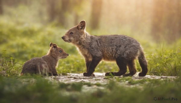 blue eyes,closed mouth,outdoors,day,blurry,looking at another,black eyes,from side,tree,no humans,depth of field,blurry background,animal,grass,plant,nature,forest,realistic,animal focus,signature,profile,scenery