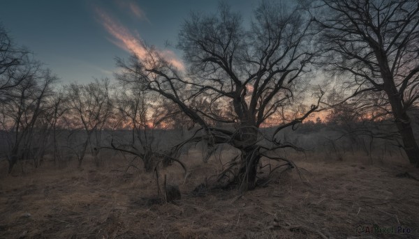 outdoors,sky,cloud,tree,blue sky,no humans,cloudy sky,grass,nature,scenery,forest,sunset,road,bare tree,twilight,landscape,plant,evening