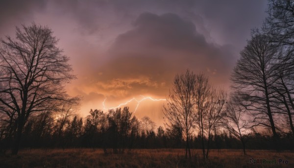 outdoors,sky,cloud,tree,no humans,cloudy sky,grass,nature,scenery,forest,sunset,electricity,bare tree,lightning,twilight,landscape