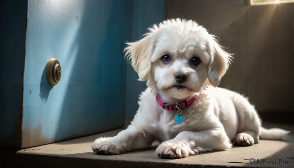 HQ,solo,looking at viewer,blue eyes,closed mouth,heart,indoors,collar,no humans,animal,sunlight,dog,light rays,realistic,door,animal focus,red collar,animal collar