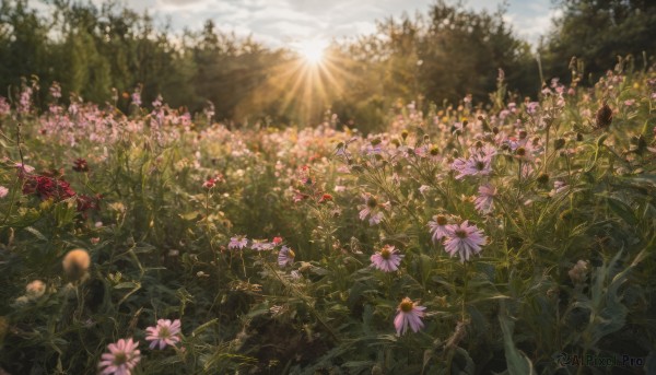 flower, outdoors, sky, day, cloud, tree, no humans, sunlight, plant, nature, scenery, sun, field, landscape