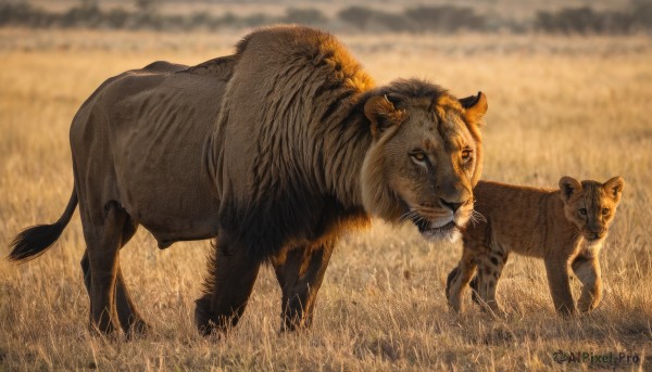 full body,outdoors,sky,blurry,no humans,depth of field,blurry background,animal,grass,realistic,field,animal focus,tiger,lion,looking at viewer,closed mouth,standing,day,signature