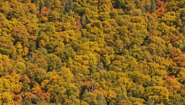 1girl,solo,black hair,standing,outdoors,tree,leaf,traditional media,nature,scenery,forest,autumn leaves,wide shot,autumn,orange theme,long hair,1boy,from above,grass,yellow theme,very wide shot