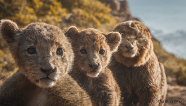 looking at viewer,closed mouth,outdoors,sky,day,blurry,black eyes,tree,no humans,depth of field,blurry background,animal,nature,realistic,animal focus,bear,lion,brown eyes,blue sky,close-up,mountain