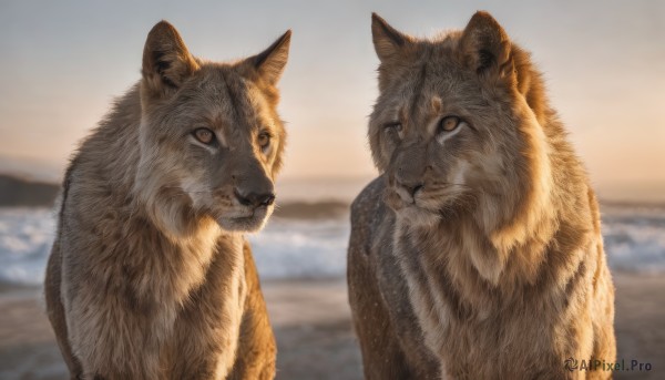 brown eyes,closed mouth,upper body,outdoors,water,blurry,looking at another,no humans,blurry background,ocean,animal,cat,realistic,animal focus,sky,signature,depth of field,sunset,dog