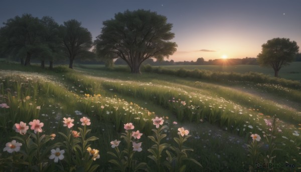 flower,outdoors,sky,cloud,tree,no humans,sunlight,grass,white flower,nature,scenery,sunset,yellow flower,sun,field,evening,gradient sky,sunrise,night,plant,star (sky),pink flower,forest,starry sky,horizon,bush,flower field,landscape