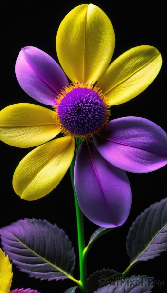 simple background,flower,signature,no humans,leaf,plant,black background,realistic,yellow flower,purple flower,still life,chrysanthemum