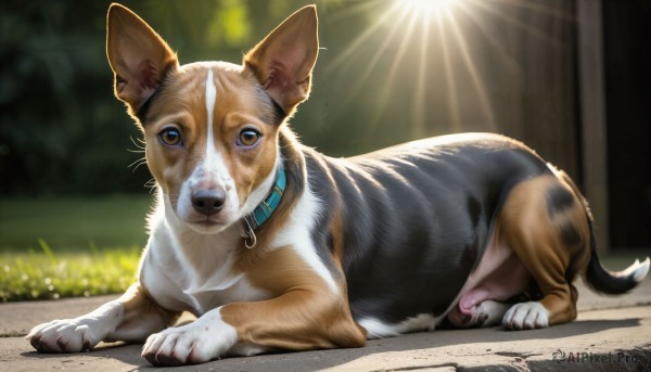 A tranquil view of a dog in day