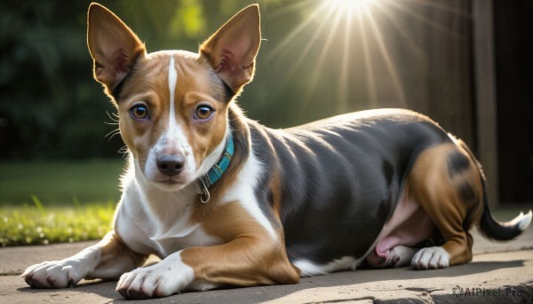 HQ,solo,looking at viewer,blue eyes,brown eyes,closed mouth,full body,outdoors,lying,day,blurry,collar,no humans,depth of field,blurry background,animal,sunlight,grass,on stomach,dog,light rays,realistic,animal focus,signature,animal collar,puppy