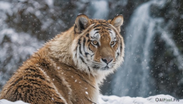 looking at viewer, outdoors, no humans, animal, snow, snowing, realistic, animal focus, tiger