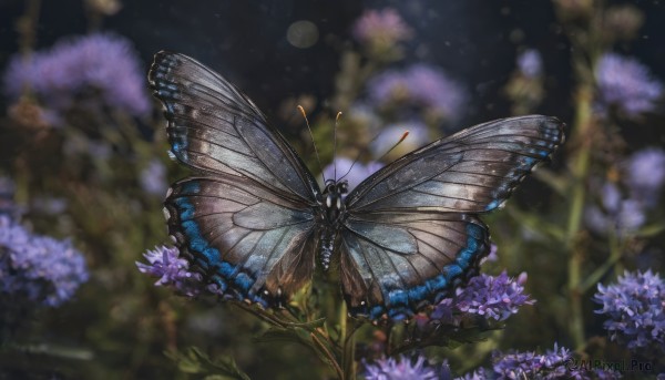 flower, outdoors, wings, blurry, no humans, night, depth of field, blurry background, animal, bug, butterfly, nature, purple flower, antennae, butterfly wings