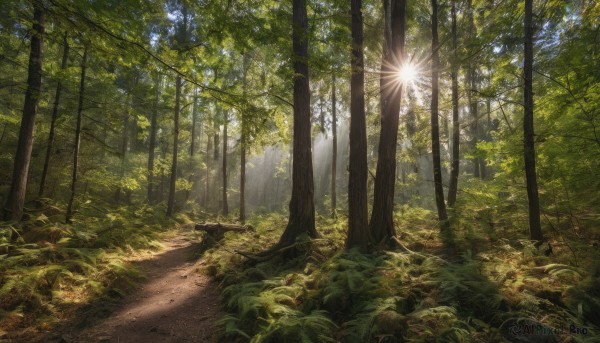 outdoors, day, tree, no humans, sunlight, grass, plant, nature, scenery, forest, light rays, path