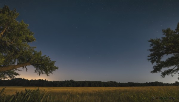 outdoors,sky,tree,no humans,night,grass,star (sky),nature,night sky,scenery,forest,starry sky,field,landscape