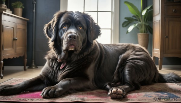 HQ,open mouth,lying,day,tongue,indoors,tongue out,no humans,window,animal,table,plant,dog,realistic,door,potted plant,animal focus,carpet,rug,solo,looking at viewer,signature,orange eyes,book,watermark,on stomach,wooden floor,on floor,lamp