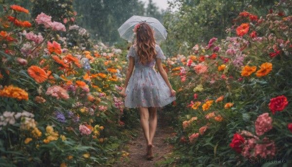 1girl, solo, long hair, brown hair, dress, holding, flower, short sleeves, outdoors, barefoot, from behind, white dress, blurry, umbrella, red flower, walking, rain, holding umbrella, facing away, transparent, transparent umbrella, dirty feet