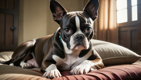 HQ,solo,looking at viewer,brown eyes,closed mouth,lying,indoors,blurry,pillow,no humans,window,bed,depth of field,blurry background,bed sheet,animal,on bed,cat,on stomach,curtains,realistic,door,blanket,under covers,animal focus,whiskers,jewelry,earrings,watermark,dog