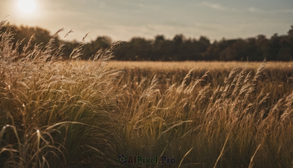 outdoors,sky,day,cloud,blurry,tree,blue sky,no humans,depth of field,sunlight,cloudy sky,grass,nature,scenery,forest,sunset,sun,field,monochrome,landscape,wheat,yellow sky