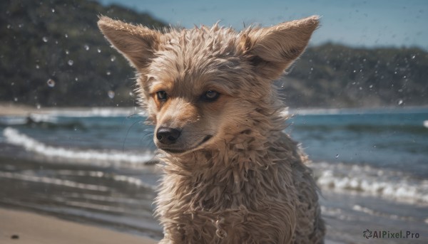 blue eyes, outdoors, sky, day, water, blurry, no humans, blurry background, animal, cat, water drop, realistic, animal focus