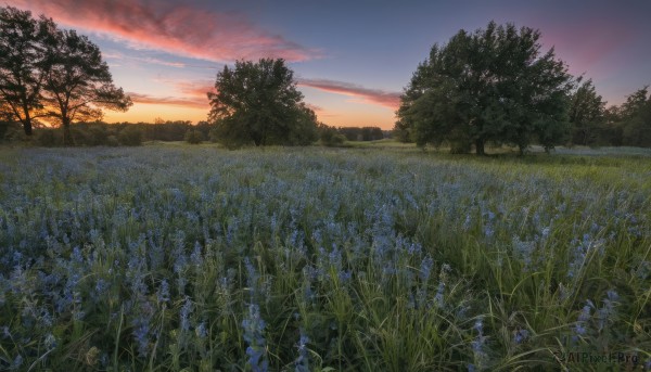 flower,outdoors,sky,cloud,signature,tree,blue sky,no humans,cloudy sky,grass,plant,nature,scenery,forest,blue flower,sunset,field,twilight,flower field,evening,gradient sky,orange sky,landscape