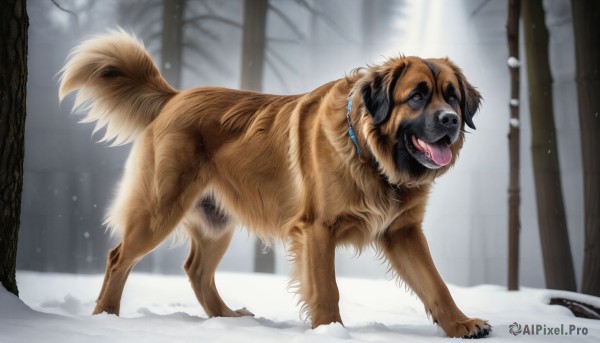 A refreshing image of a dog in snowy day