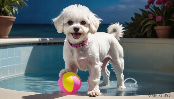 HQ,open mouth,full body,flower,outdoors,sky,tongue,indoors,tongue out,water,black eyes,collar,no humans,night,animal,plant,ball,reflection,dog,realistic,pool,potted plant,beachball,animal focus,red collar,flower pot,playing,pet,solo,looking at viewer,standing,day,wet,window,poolside,animal collar,holding ball