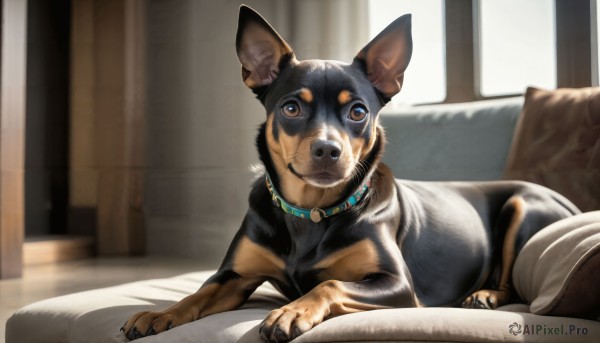 HQ,solo,looking at viewer,brown eyes,closed mouth,lying,indoors,collar,pillow,no humans,window,bed,animal,curtains,dog,realistic,animal focus,brown fur,jewelry,day,necklace,blurry,couch,animal collar