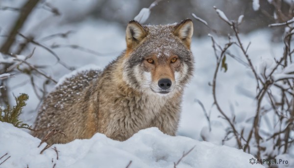 A delightful capture of a unique subject within snowy outdoors