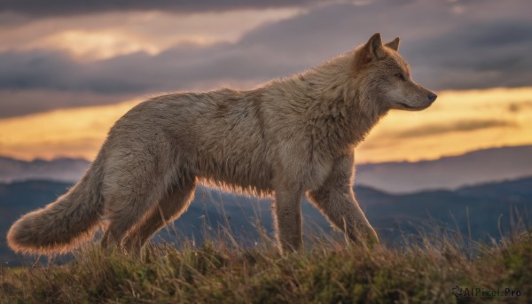 solo,outdoors,sky,cloud,signature,blurry,from side,no humans,profile,depth of field,blurry background,animal,cat,cloudy sky,grass,scenery,sunset,realistic,animal focus,wolf,closed mouth,day,mountain,field