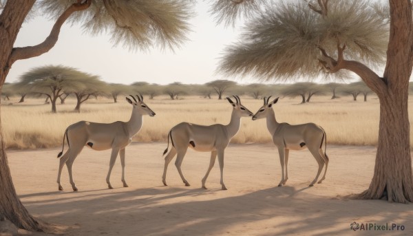 standing,outdoors,day,tree,no humans,shadow,animal,sunlight,grass,nature,scenery,animal focus,deer,sand