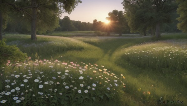 flower,outdoors,sky,day,tree,no humans,sunlight,grass,plant,white flower,nature,scenery,forest,sunset,light rays,sun,bush,field,cloud,landscape,sunrise,daisy