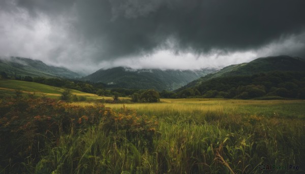 flower,outdoors,sky,day,cloud,tree,no humans,cloudy sky,grass,nature,scenery,forest,mountain,field,landscape,mountainous horizon,grey sky,hill,overcast