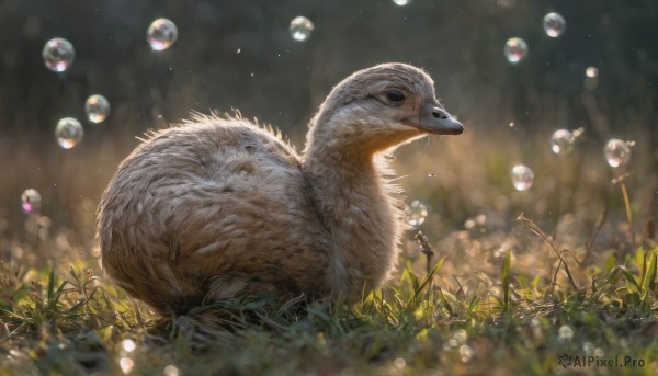 outdoors, signature, blurry, no humans, depth of field, bird, animal, grass, bubble, realistic, animal focus