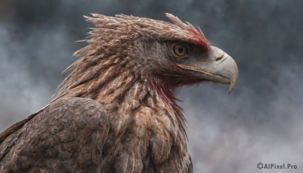 solo,brown eyes,closed mouth,upper body,outdoors,wings,sky,cloud,grey background,from side,no humans,bird,animal,from below,cloudy sky,feathers,realistic,animal focus,grey sky,beak,blurry,profile,portrait