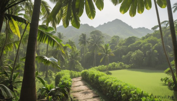 outdoors,sky,day,tree,no humans,bird,leaf,sunlight,grass,plant,nature,scenery,forest,mountain,palm tree,bush,landscape,signature,road,green theme,hill