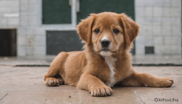 solo,looking at viewer,full body,outdoors,indoors,signature,blurry,black eyes,no humans,blurry background,animal,dog,realistic,animal focus,brown eyes,lying,day,window,depth of field,on stomach,building,claws