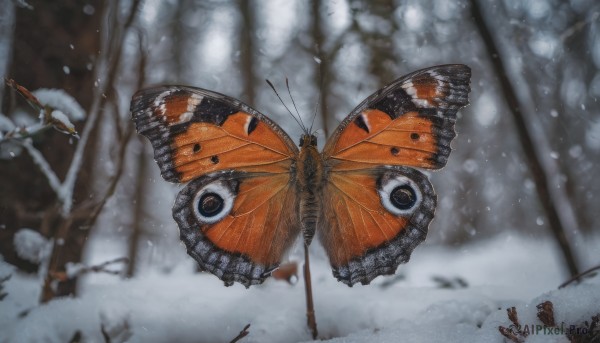 A stunning portrayal of a butterfly in a calm snowy outdoors
