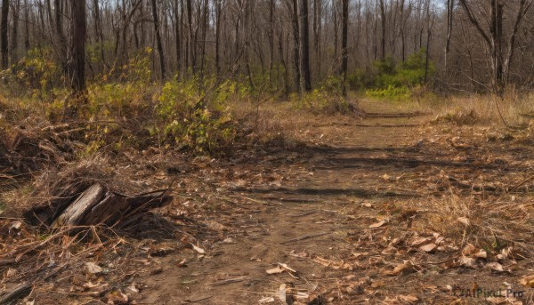 outdoors,day,tree,no humans,leaf,grass,nature,scenery,forest,rock,road,sky,bare tree,landscape,path