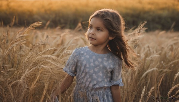 1girl,solo,long hair,blue eyes,brown hair,dress,brown eyes,upper body,short sleeves,outdoors,parted lips,blurry,lips,looking to the side,depth of field,blurry background,blue dress,looking away,grass,wind,child,nature,realistic,female child,field,teeth,day,wheat