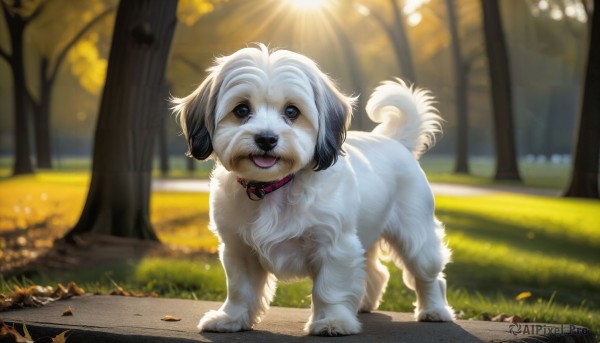 HQ,solo,open mouth,blue eyes,tail,full body,outdoors,day,tongue,tongue out,blurry,collar,tree,no humans,depth of field,blurry background,animal,leaf,sunlight,grass,nature,dog,realistic,autumn leaves,animal focus,autumn,looking at viewer,standing,signature,forest,light rays,animal collar