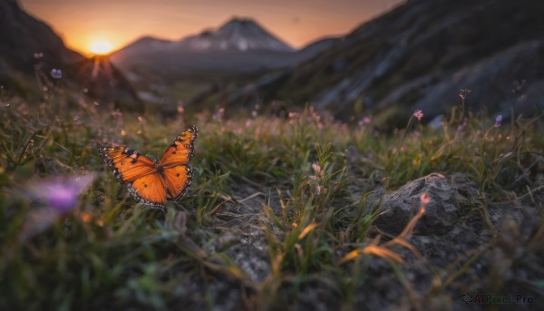 A butterfly caught in a vivid sunset outdoors