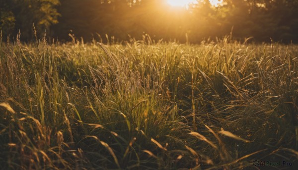 Image of a unique subject in a fresh sunset day