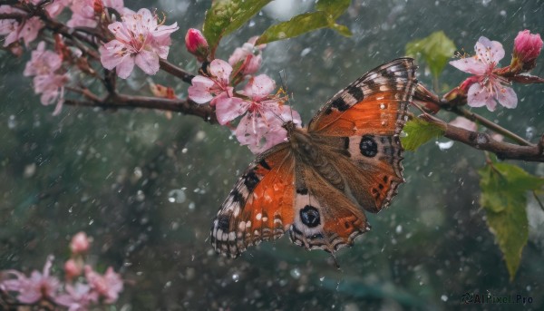 flower, outdoors, wings, blurry, tree, petals, no humans, depth of field, animal, leaf, bug, cherry blossoms, butterfly, pink flower, rain, water drop, branch, butterfly wings