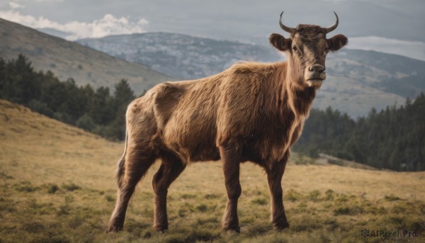 solo,outdoors,horns,sky,day,cloud,blurry,tree,no humans,animal,cloudy sky,grass,nature,scenery,forest,mountain,realistic,chinese zodiac,field,animal focus,standing,sheep,cow