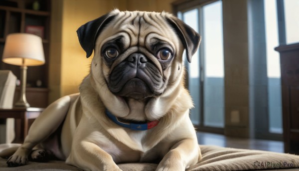 HQ,solo,looking at viewer,lying,indoors,blurry,collar,no humans,window,bed,depth of field,blurry background,animal,dog,realistic,lamp,animal focus,red collar,animal collar,brown eyes,closed mouth,chair