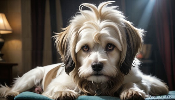 HQ,solo,looking at viewer,brown eyes,indoors,blurry,collar,no humans,blurry background,animal,curtains,dog,realistic,lamp,animal focus,fluffy,jewelry,closed mouth,lying,pokemon (creature),bed,messy hair,puppy