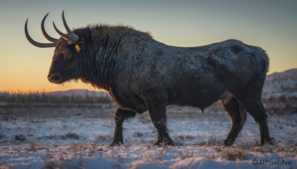 solo,standing,full body,outdoors,horns,sky,water,blurry,from side,no humans,blurry background,animal,nature,sunset,chinese zodiac,animal focus,year of the ox,tusks,boar,depth of field,glowing,scenery,glowing eyes,monster,new year,mountain,realistic,sunrise,year of the pig