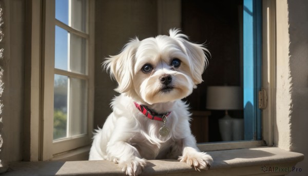 A graceful dog captured in day